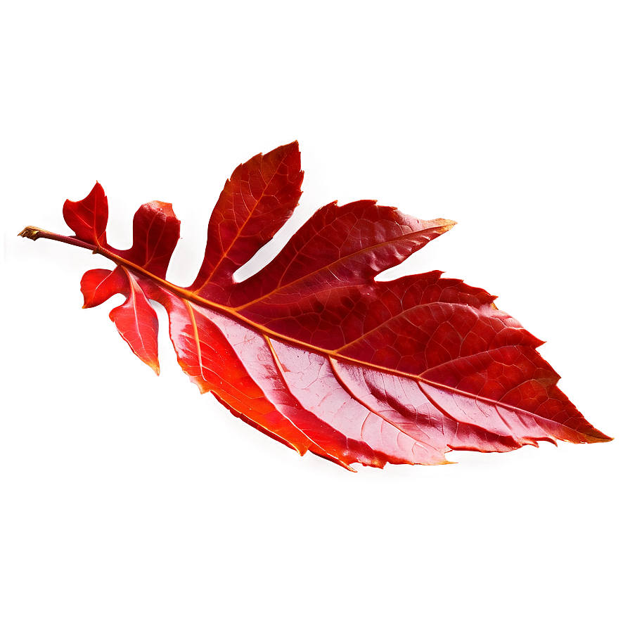 Red Leaf Png Xft PNG