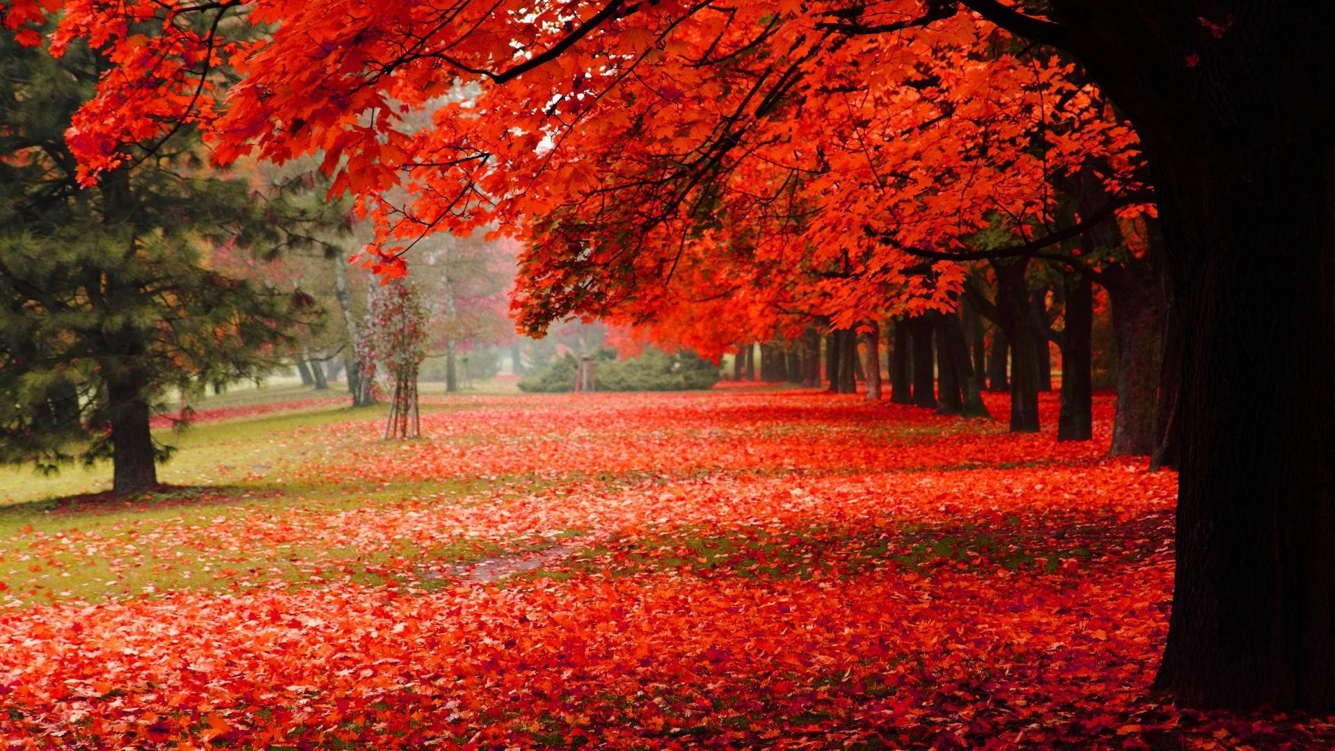 Árvores De Folhas Vermelhas Na Bela Paisagem Outonal. Papel de Parede