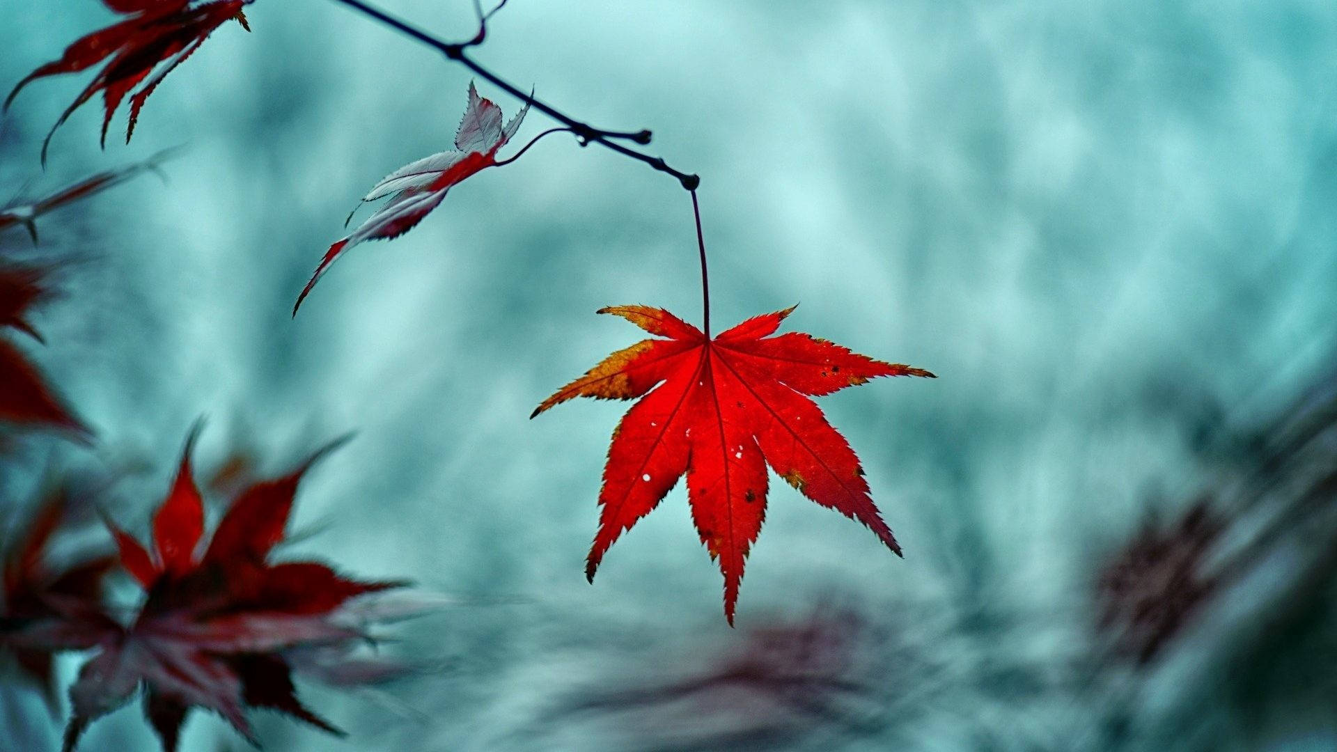 Herbstlicheshintergrundbild Mit Roten Blättern Wallpaper