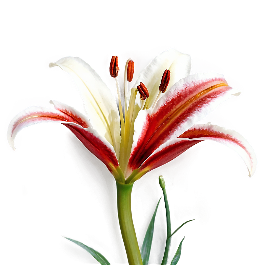 Red Lily Flower Png 06272024 PNG