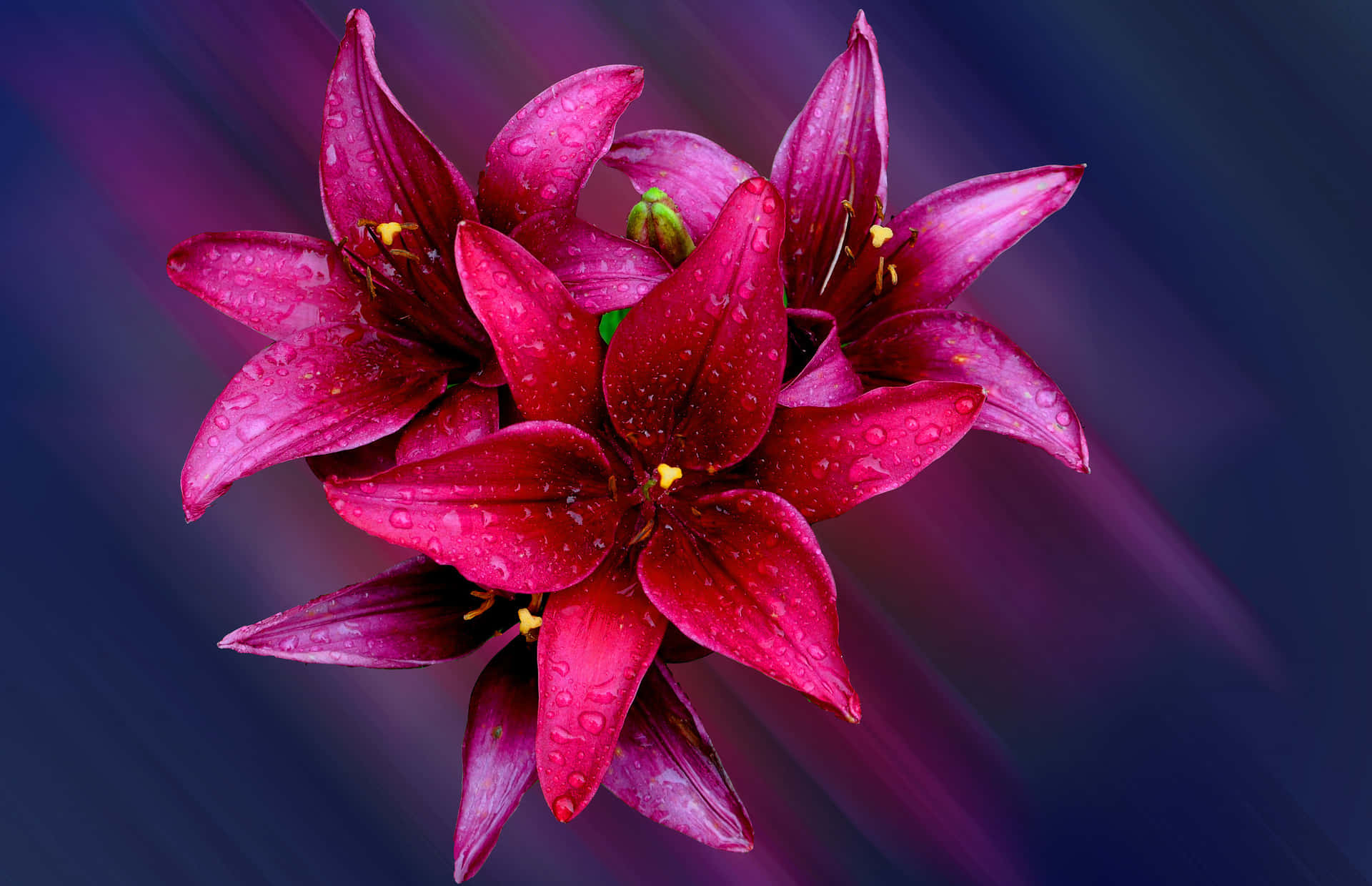 Captivating Beauty of Red Lily Flowers Wallpaper