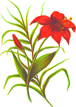 Red Lily Illustration PNG