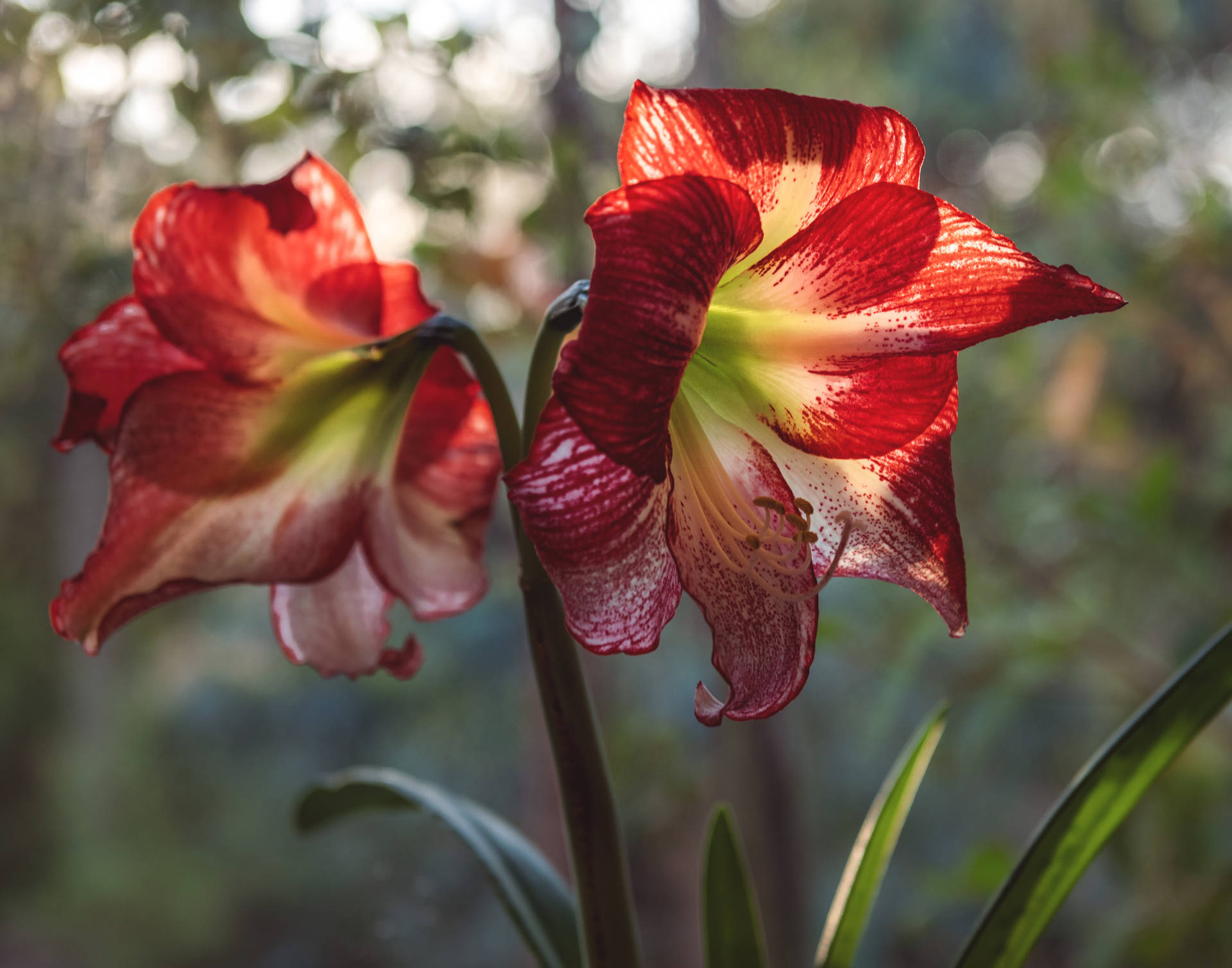 Red Lily Orchids