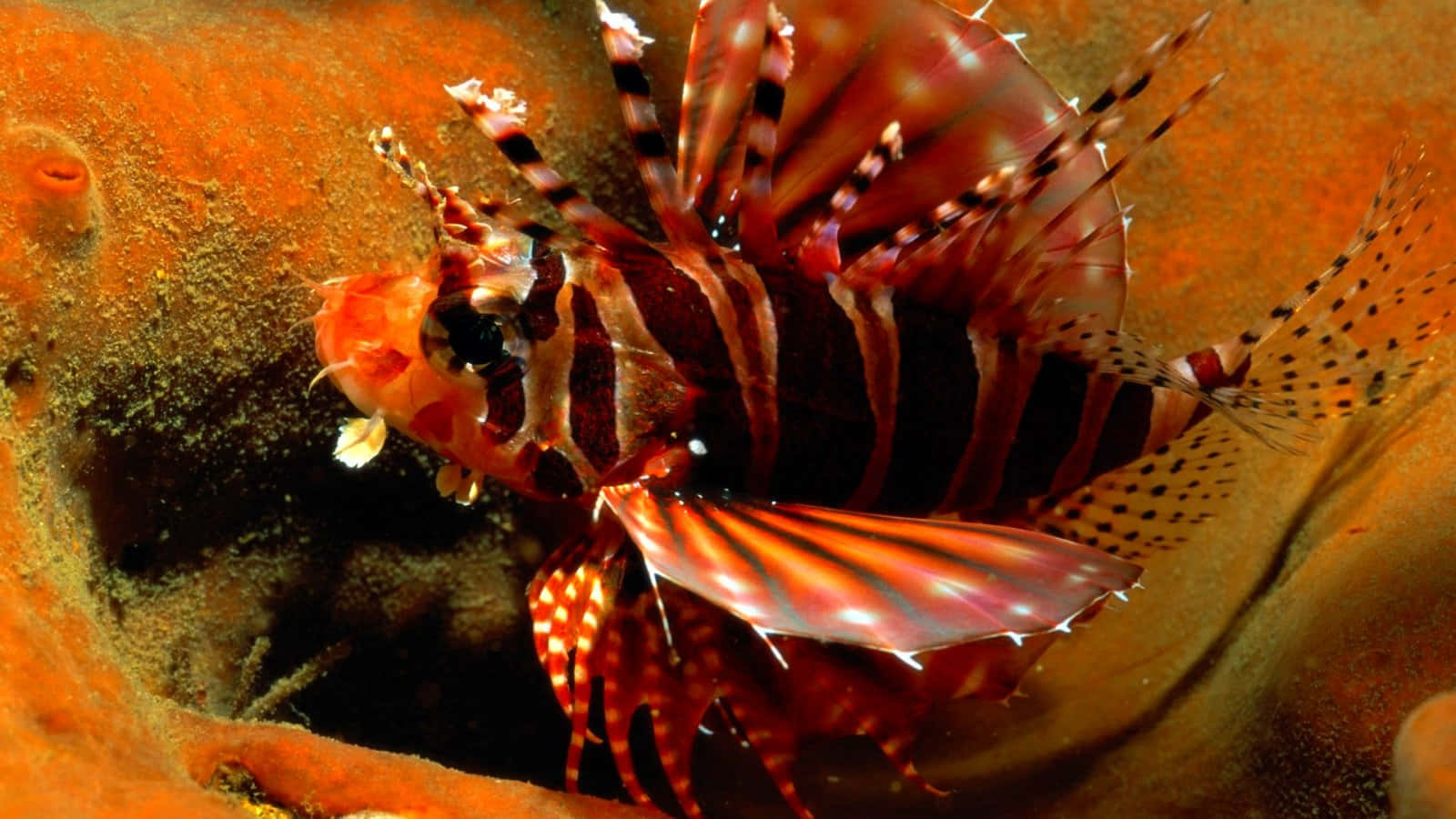 Red Lionfish Camouflaged Wallpaper