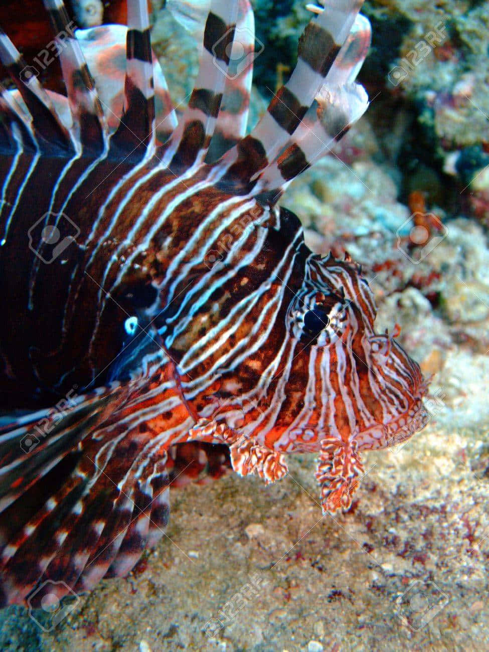 Red Lionfish Closeup Underwater Wallpaper