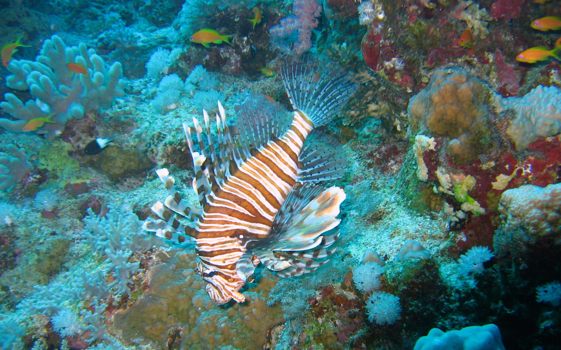 Red Lionfish Coral Reef Habitat.jpg Wallpaper