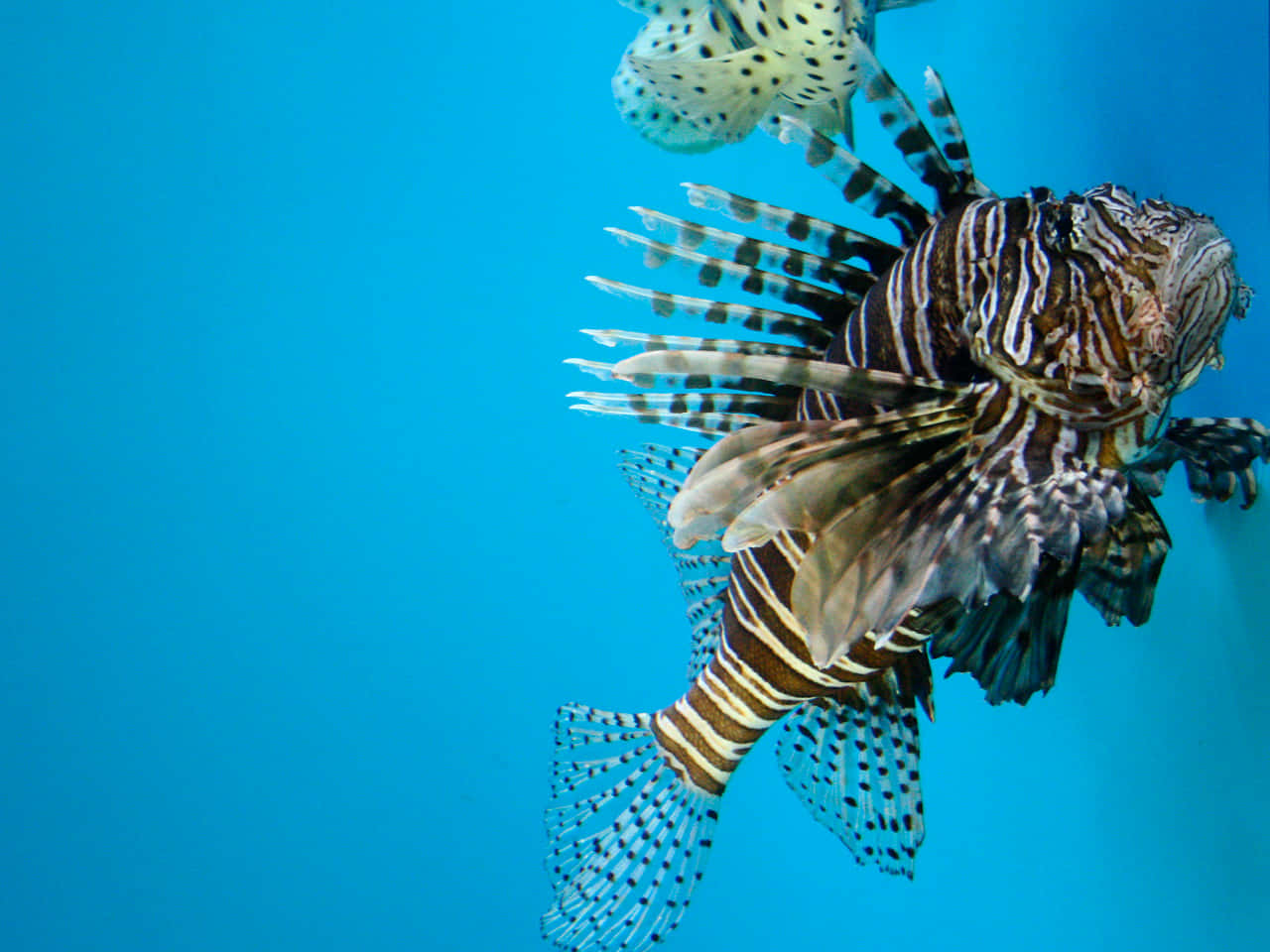 Red Lionfish In Blue Water.jpg Wallpaper