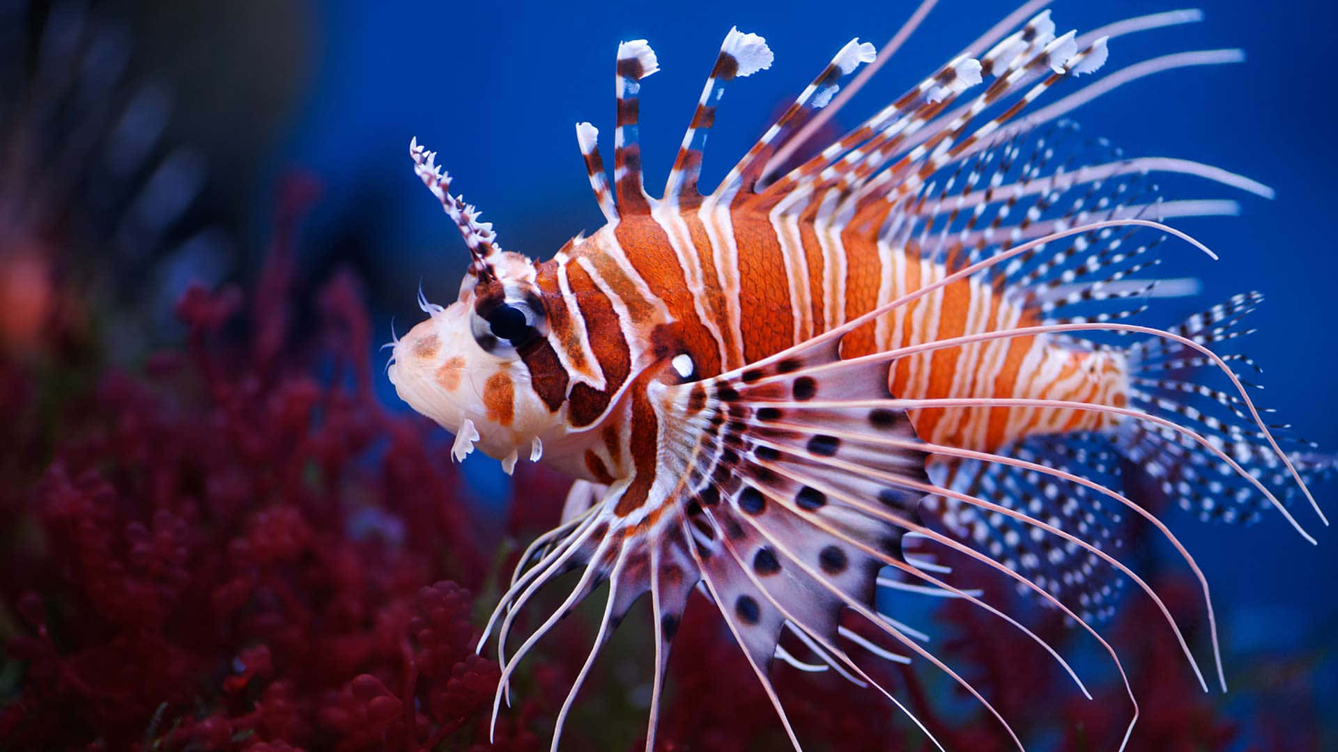 Red Lionfish In Blue Waters.jpg Wallpaper
