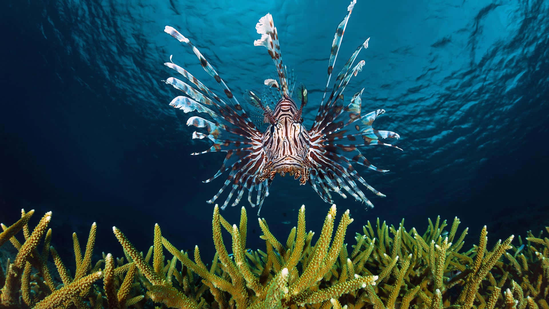 Red Lionfish Over Coral Reef Wallpaper