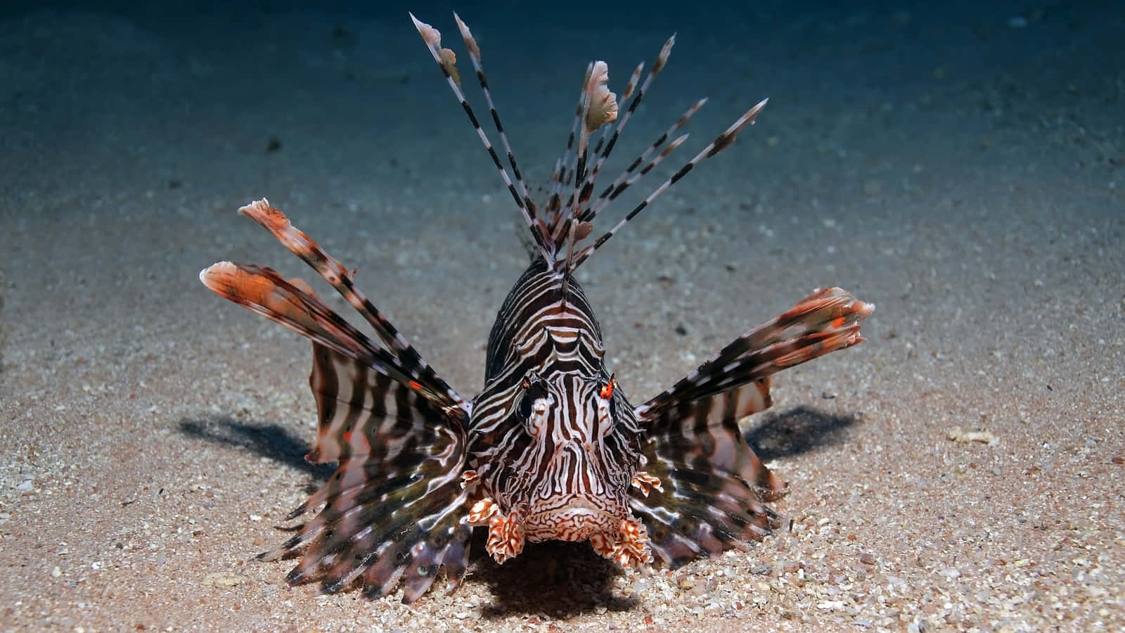 Red Lionfish Spreading Fins Wallpaper