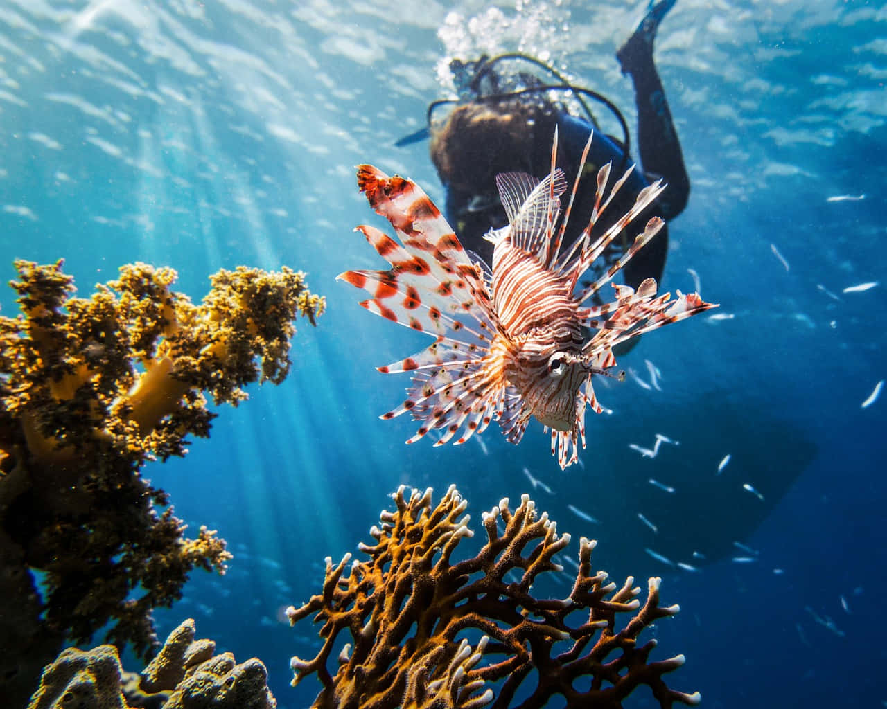 Red Lionfish With Diver Wallpaper
