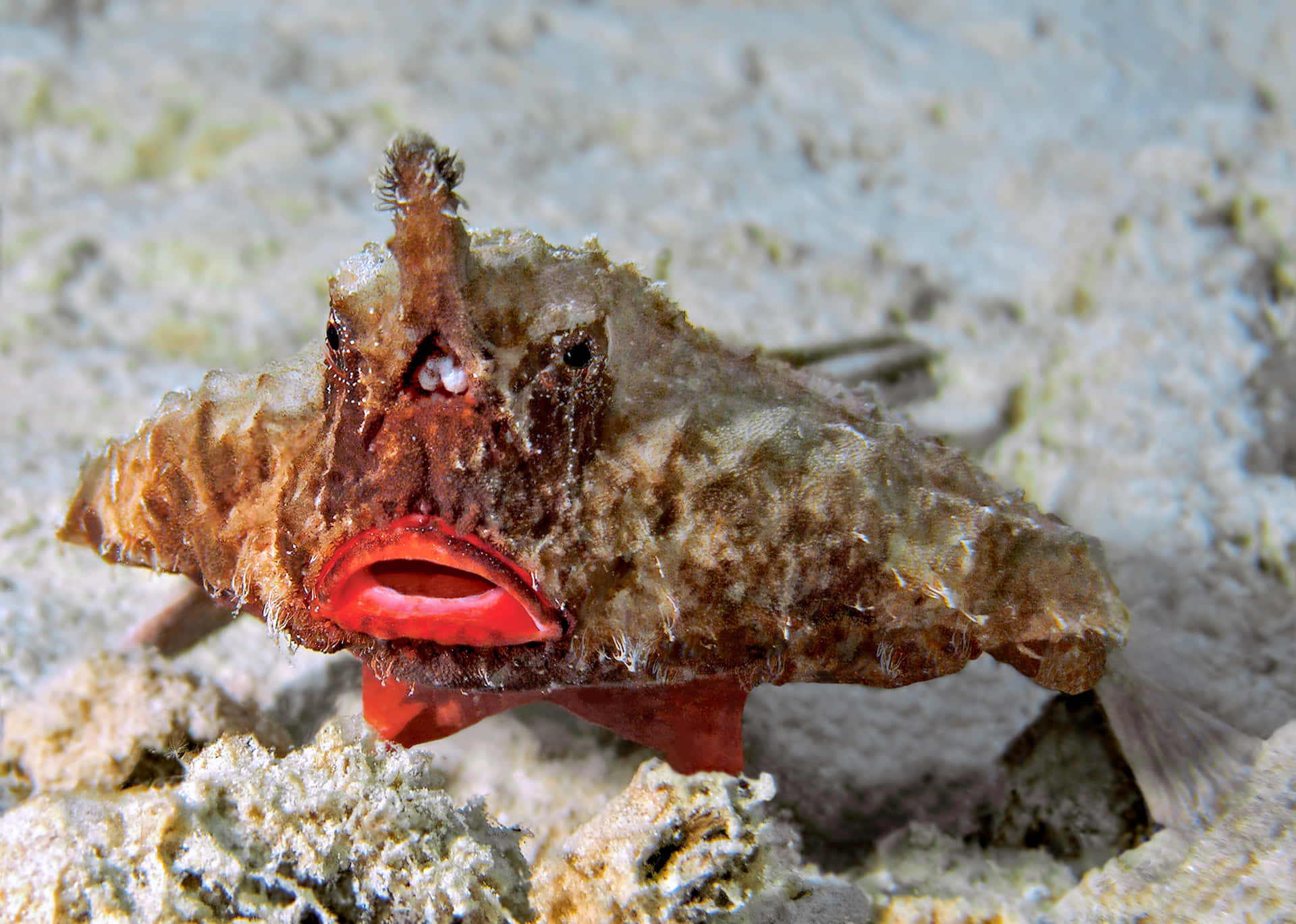 Download Red Lipped Batfish Underwater Wallpaper | Wallpapers.com