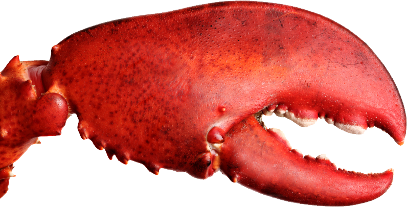 Red Lobster Claw Closeup.png PNG