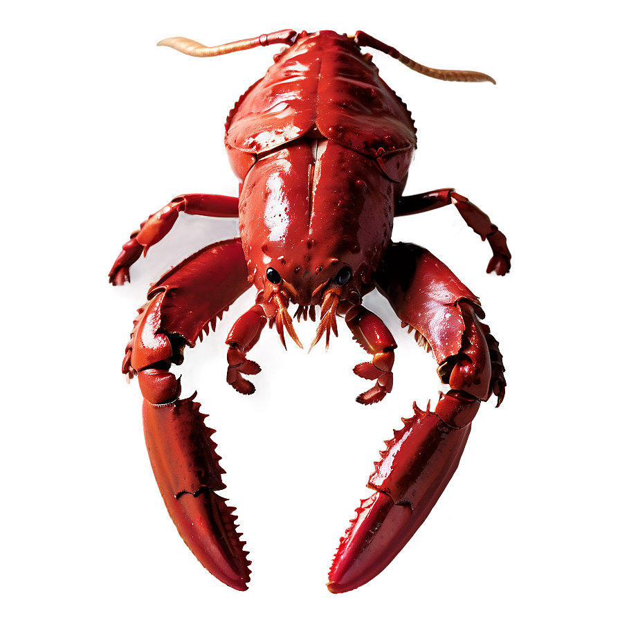 Red Lobster Graphic Design Png 06242024 PNG