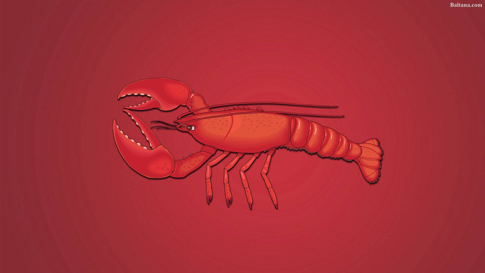 Red Lobster Illustration Wallpaper