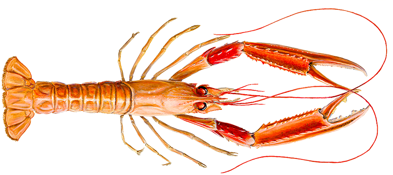 Red Lobster Illustration PNG