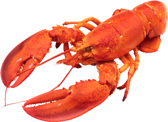 Red Lobster Isolated.png PNG