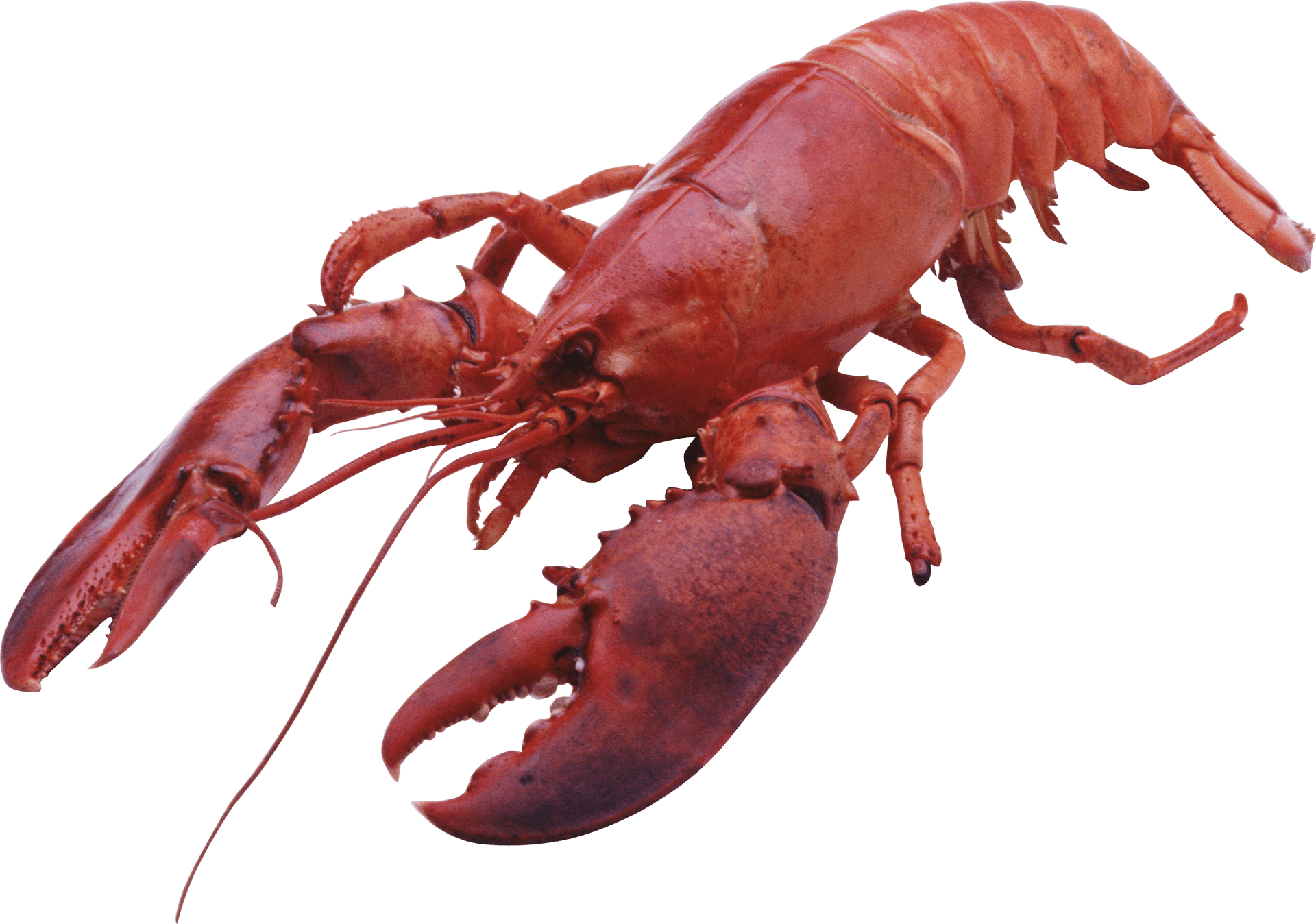 Red Lobster Isolatedon Blue Background.png PNG