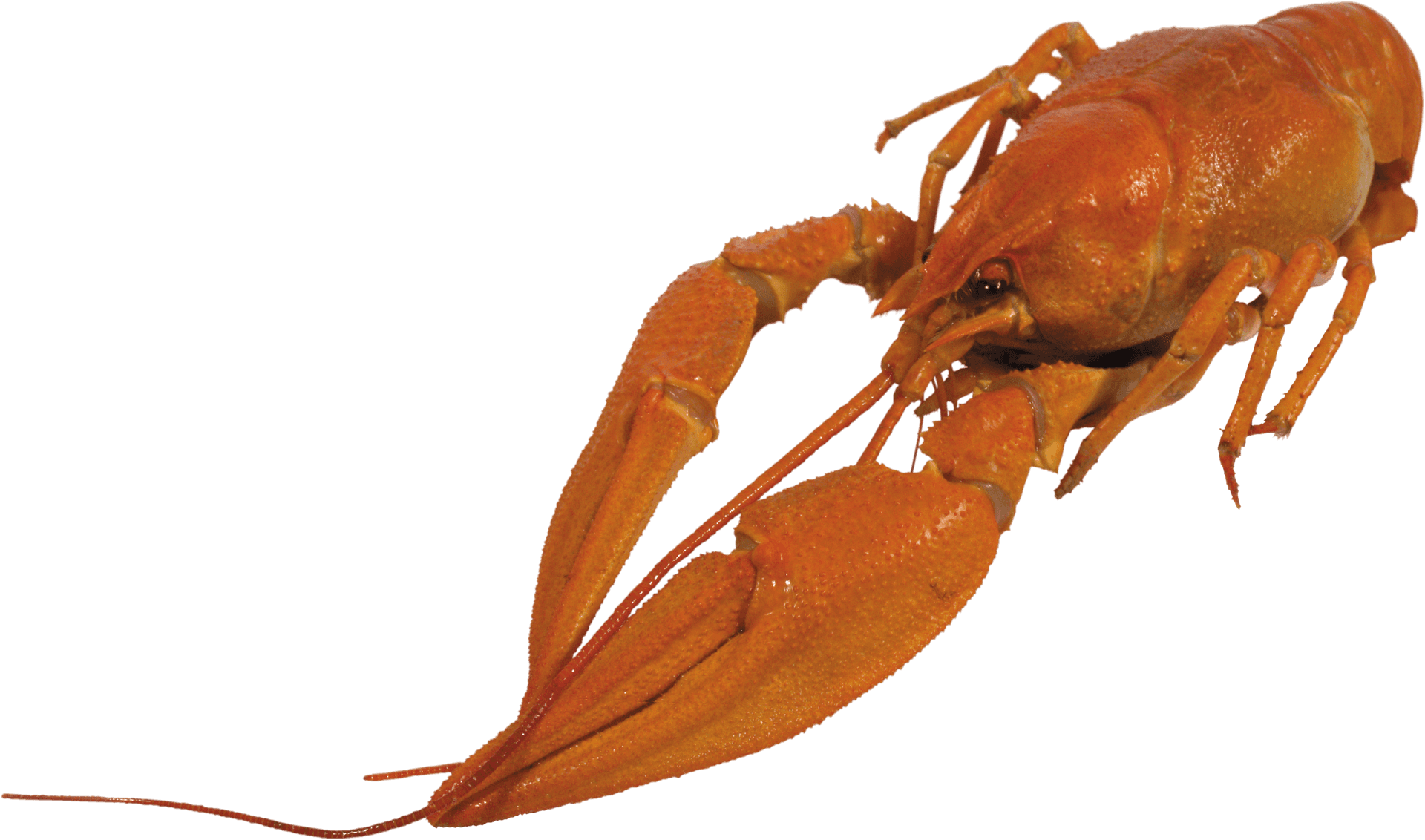 Red Lobster Isolatedon Blue Background.png PNG