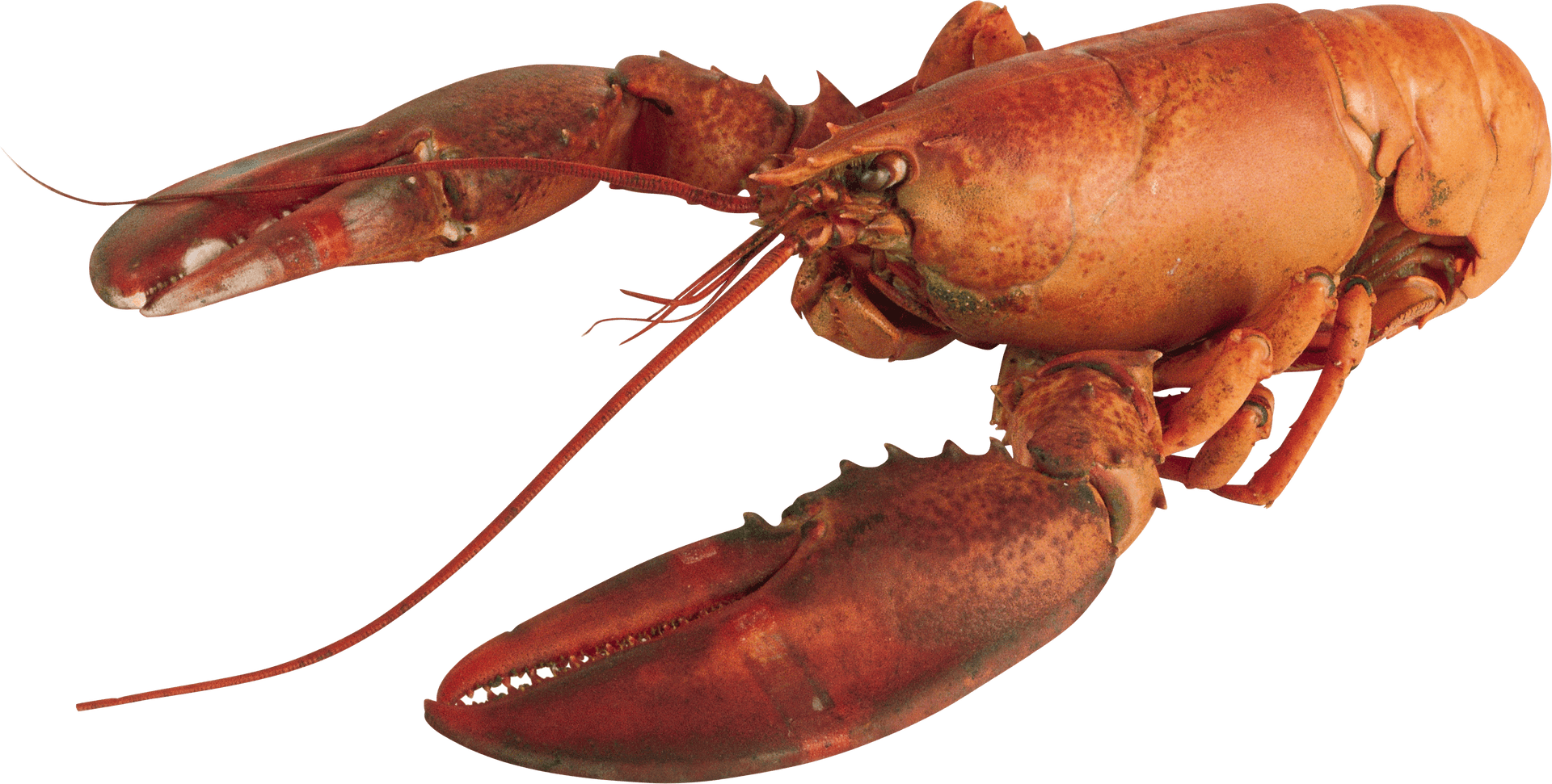 Red Lobster Isolatedon Transparent Background PNG