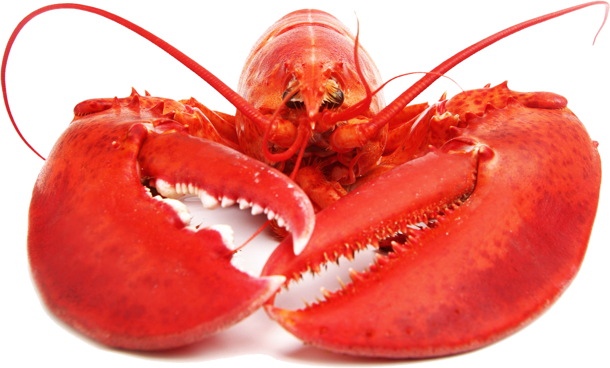 Red Lobster Isolatedon White Background PNG