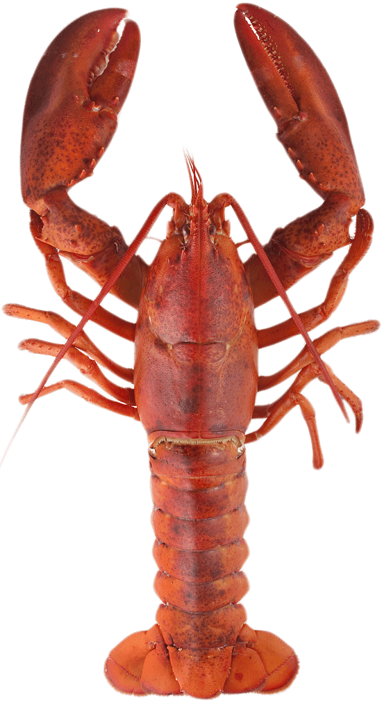 Red Lobster Standing Transparent Background.png PNG