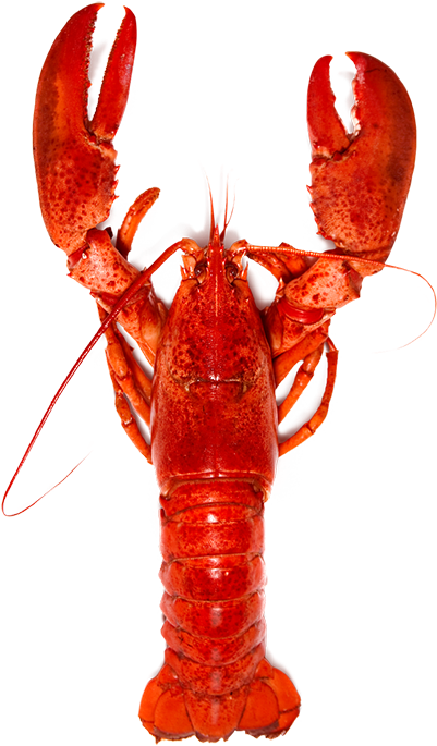 Download Red Lobster Standing Transparent Background.png | Wallpapers.com