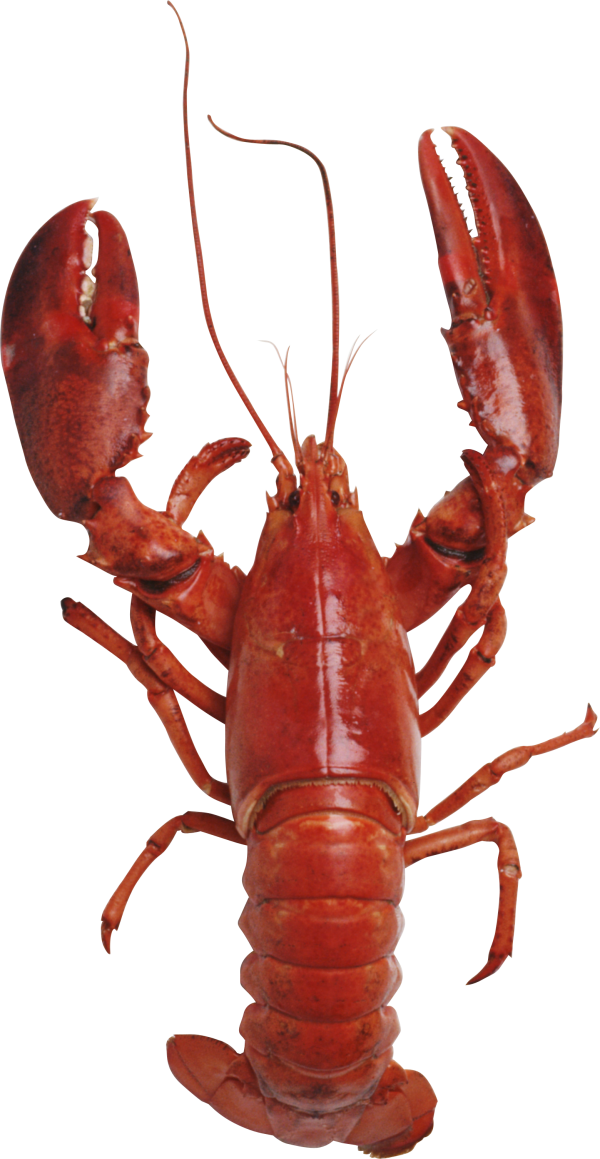 Red Lobster Standing PNG