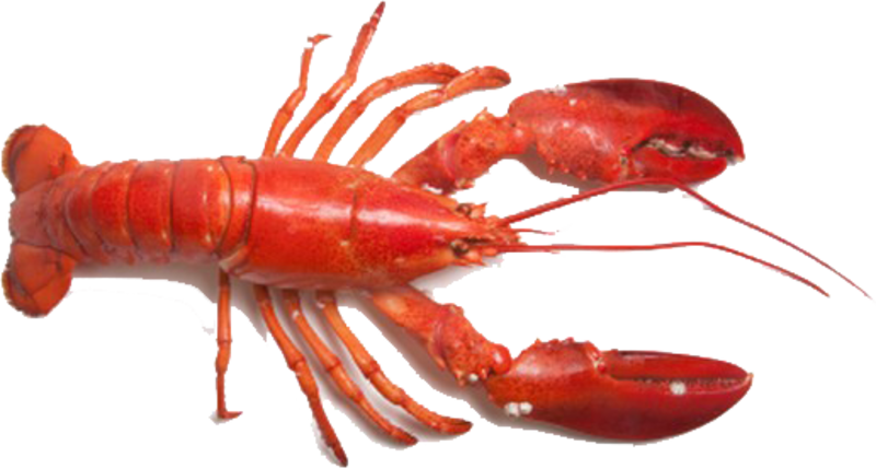 Red Lobster Transparent Background PNG