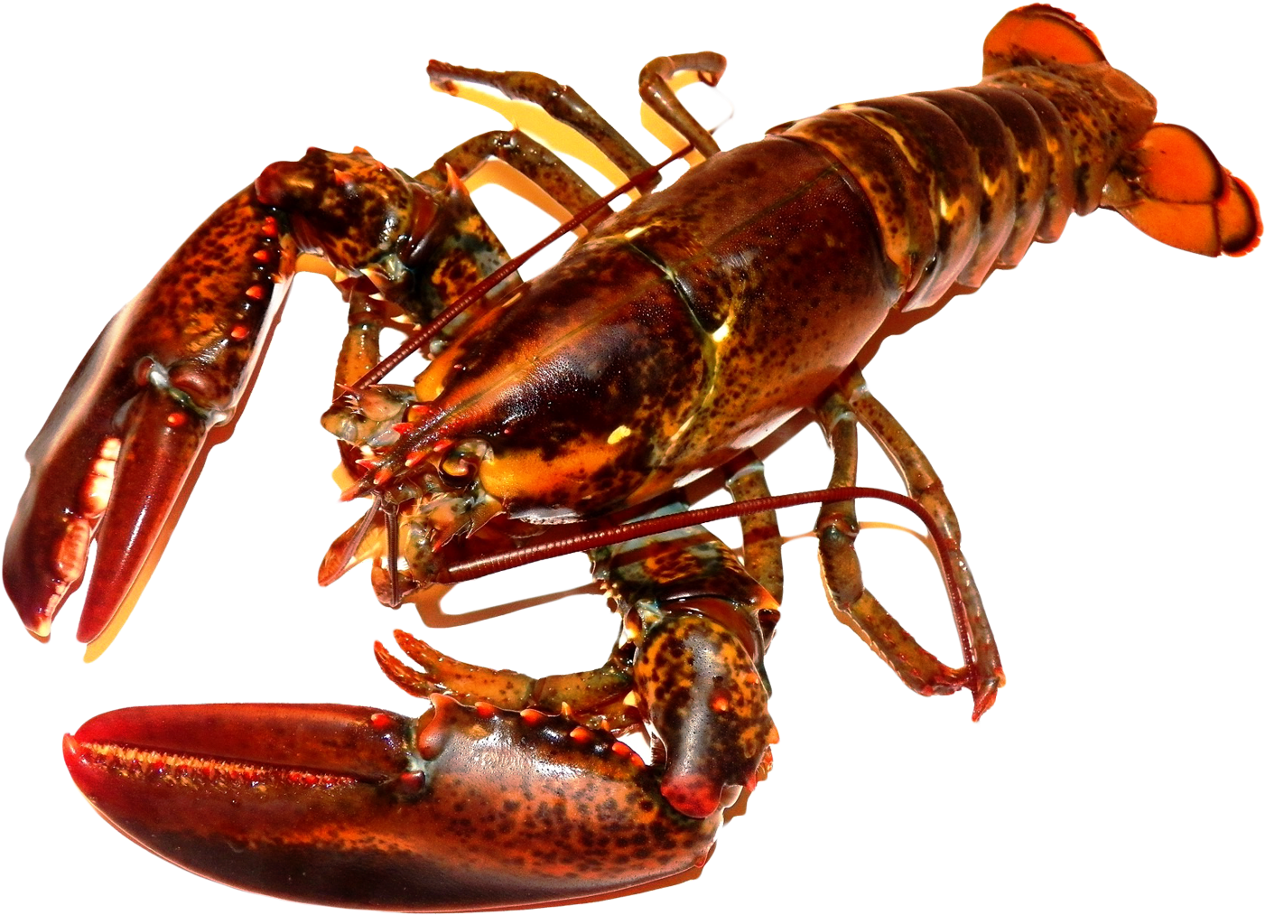 Red Lobster Transparent Background PNG