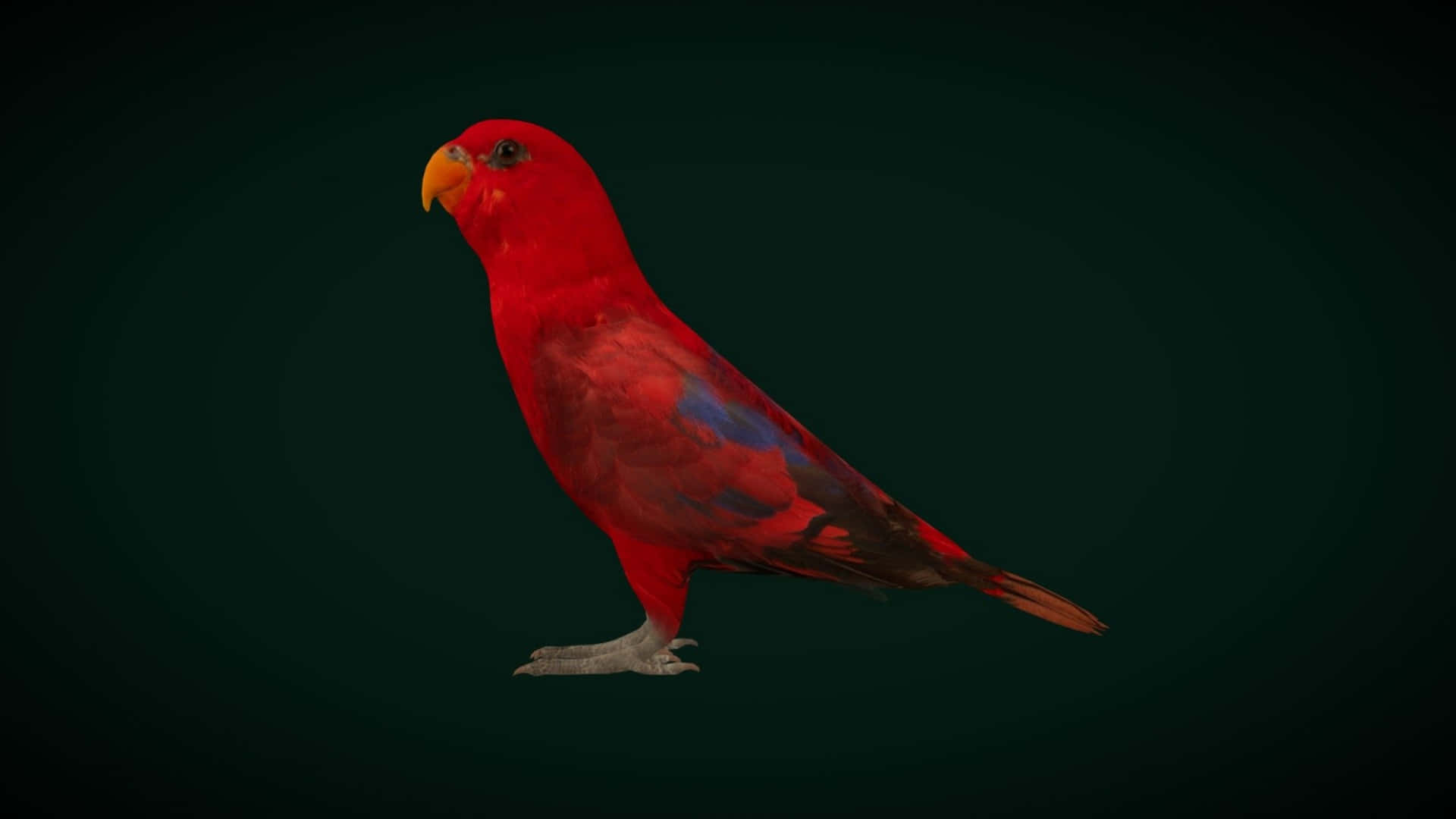 Red Lory Bird Profile Wallpaper
