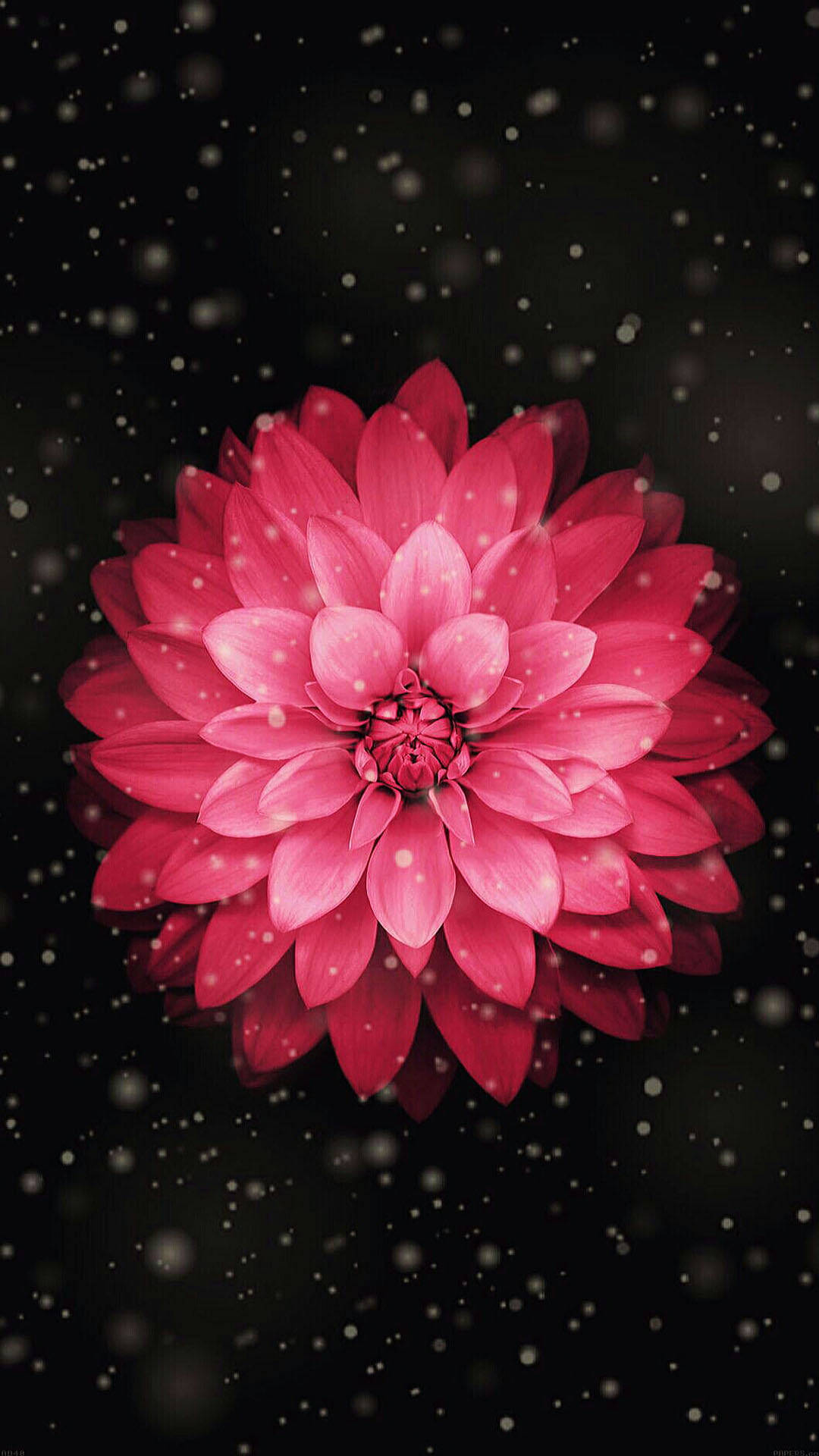 Red Lotus Flower iPhone X Nature Wallpaper