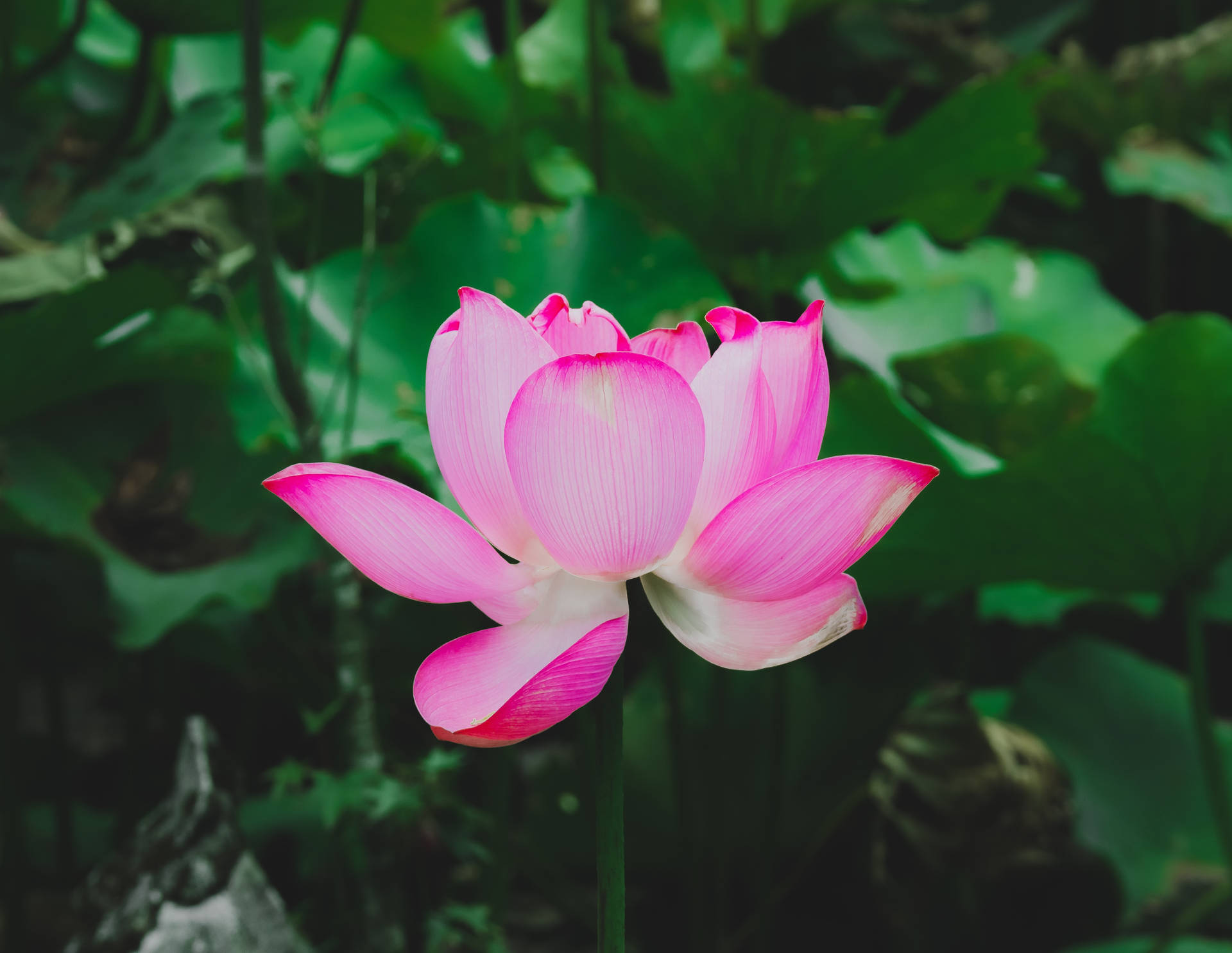 Free Lotus Flower Wallpaper Downloads, [200+] Lotus Flower Wallpapers for  FREE 