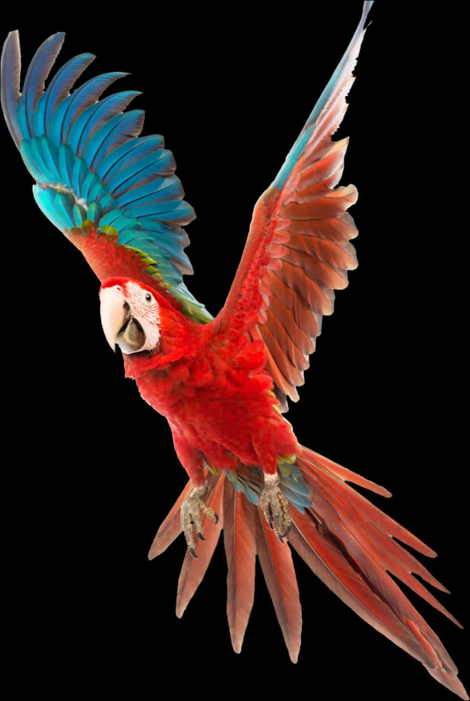 Red Macaw In Flight.jpg PNG
