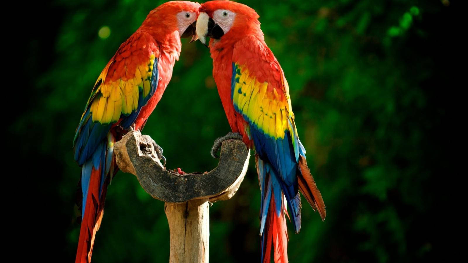 Red Macaw Parrots Wallpaper