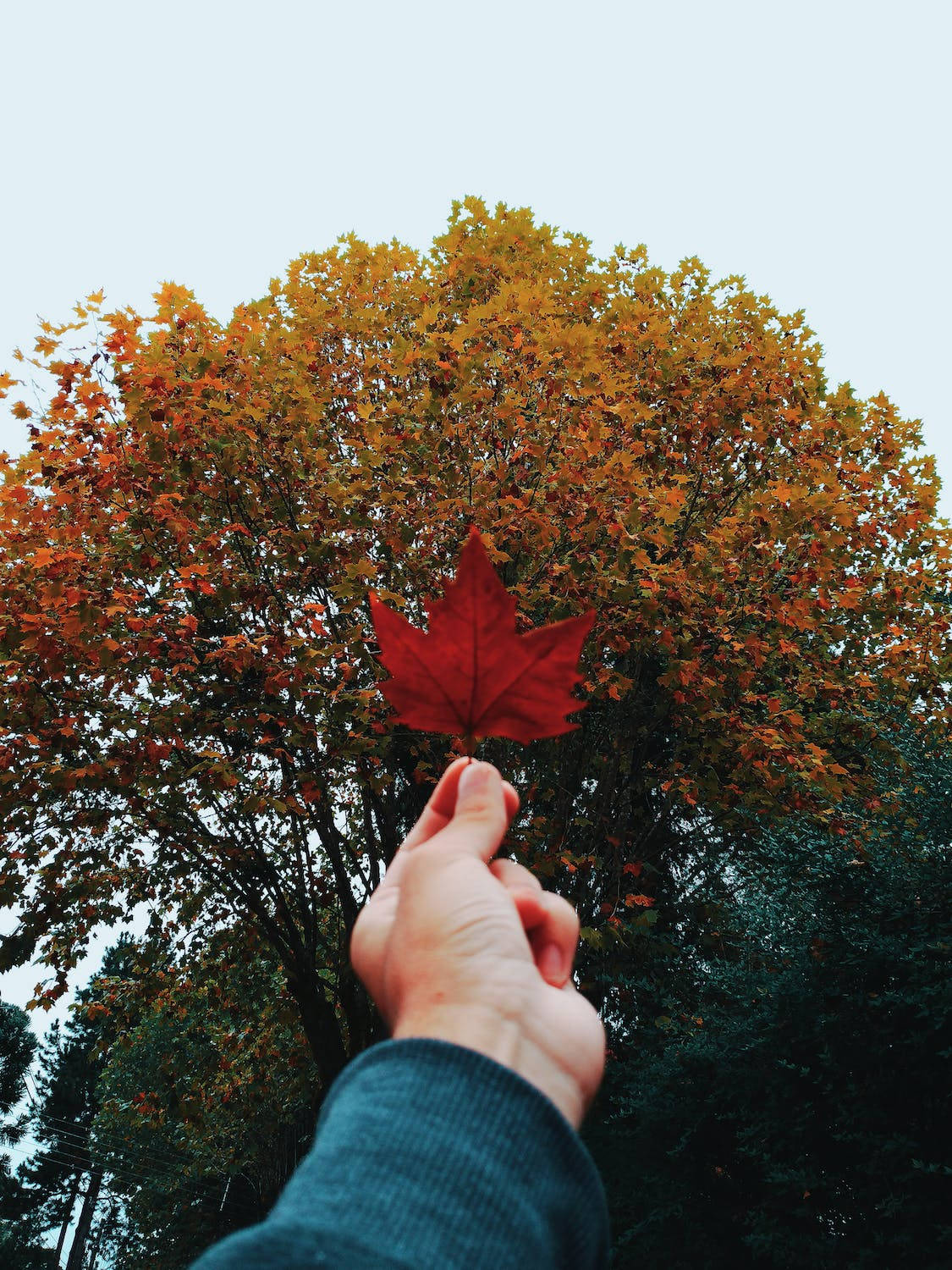 Red Maple Leaf Iphone 11 Pro 4k Wallpaper