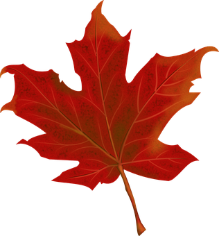 Red Maple Leafon Black Background PNG