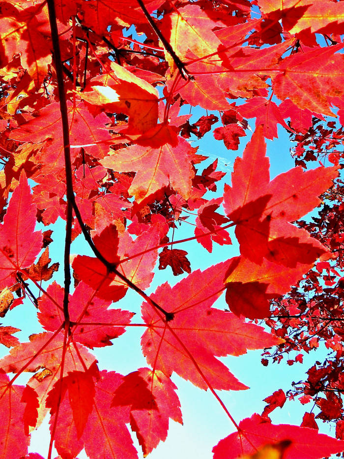 Red Maple Leaves Aesthetic Wallpaper