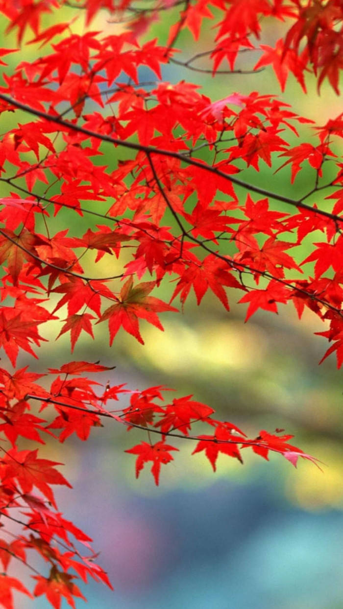 Red Maple Leaves Aesthetic Wallpaper