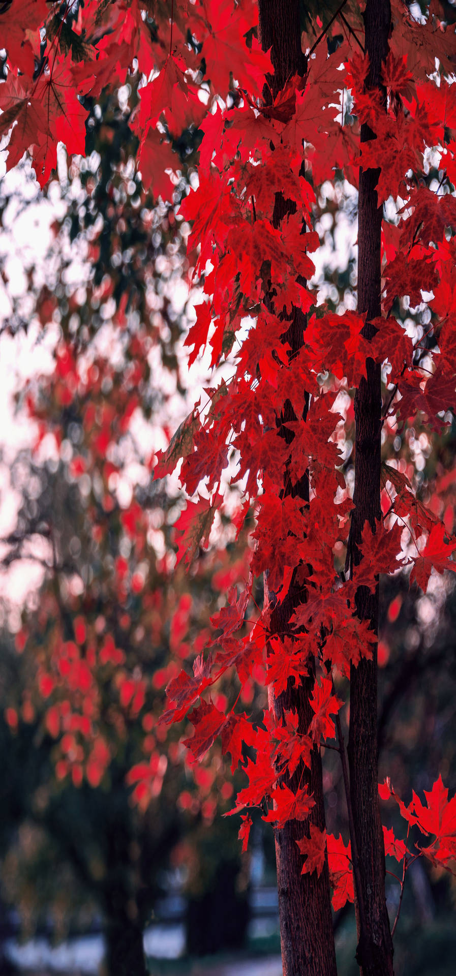 Red Maple Tree Full Hd Phone