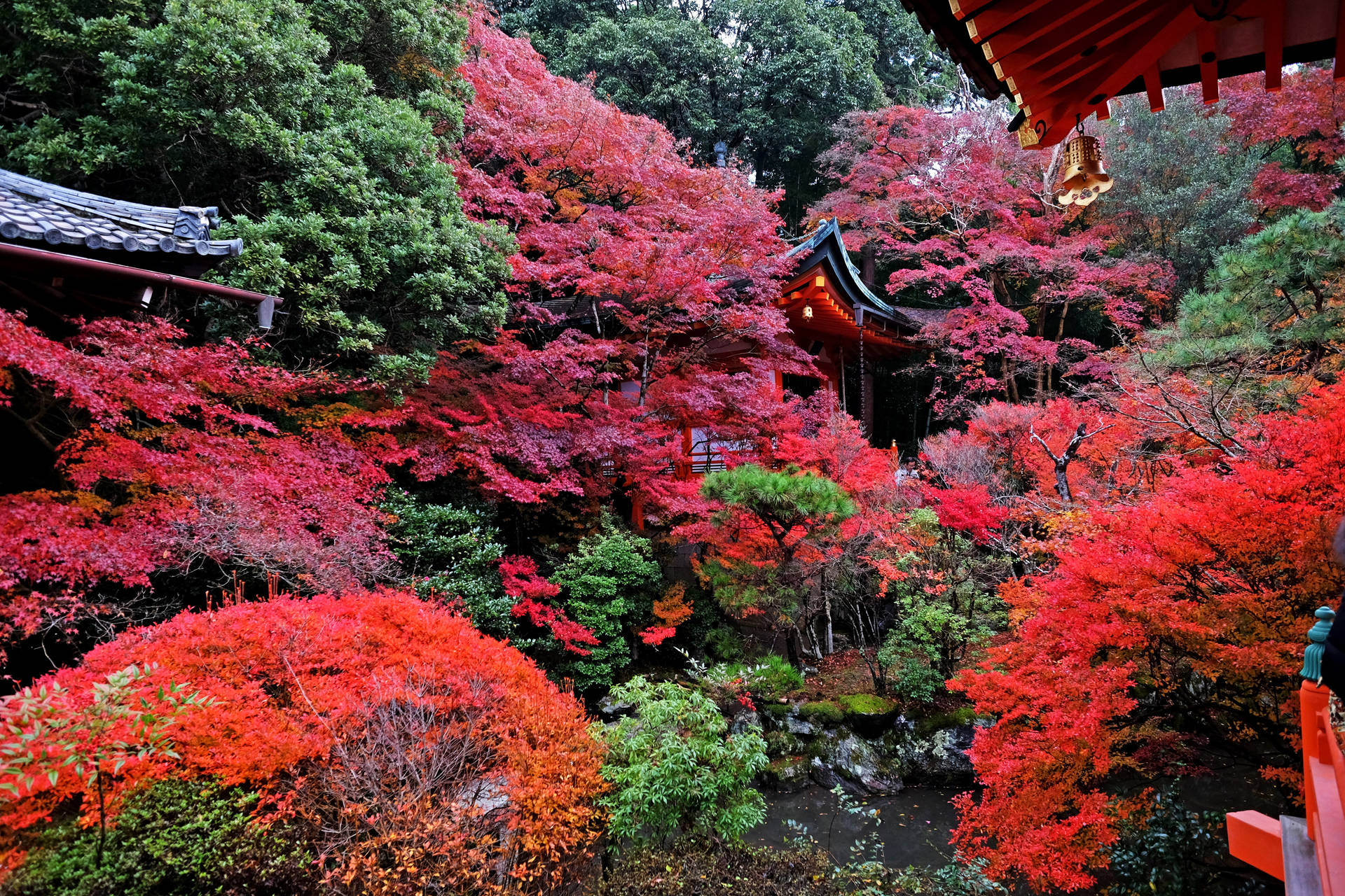 "Beautiful Red Maple Trees in the Autumn Landscape of Japan" Wallpaper