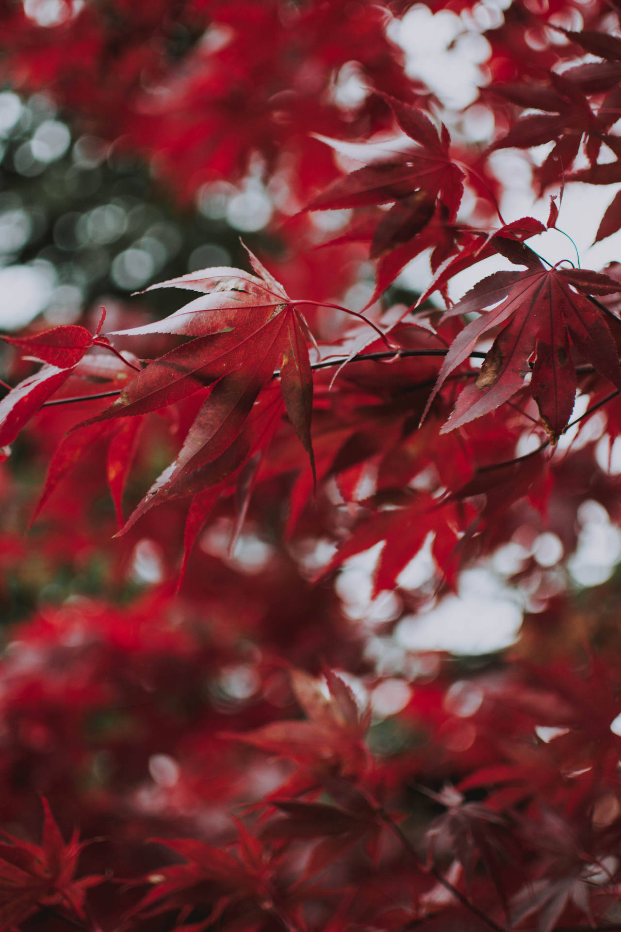 Red Maples Leaves Wallpaper