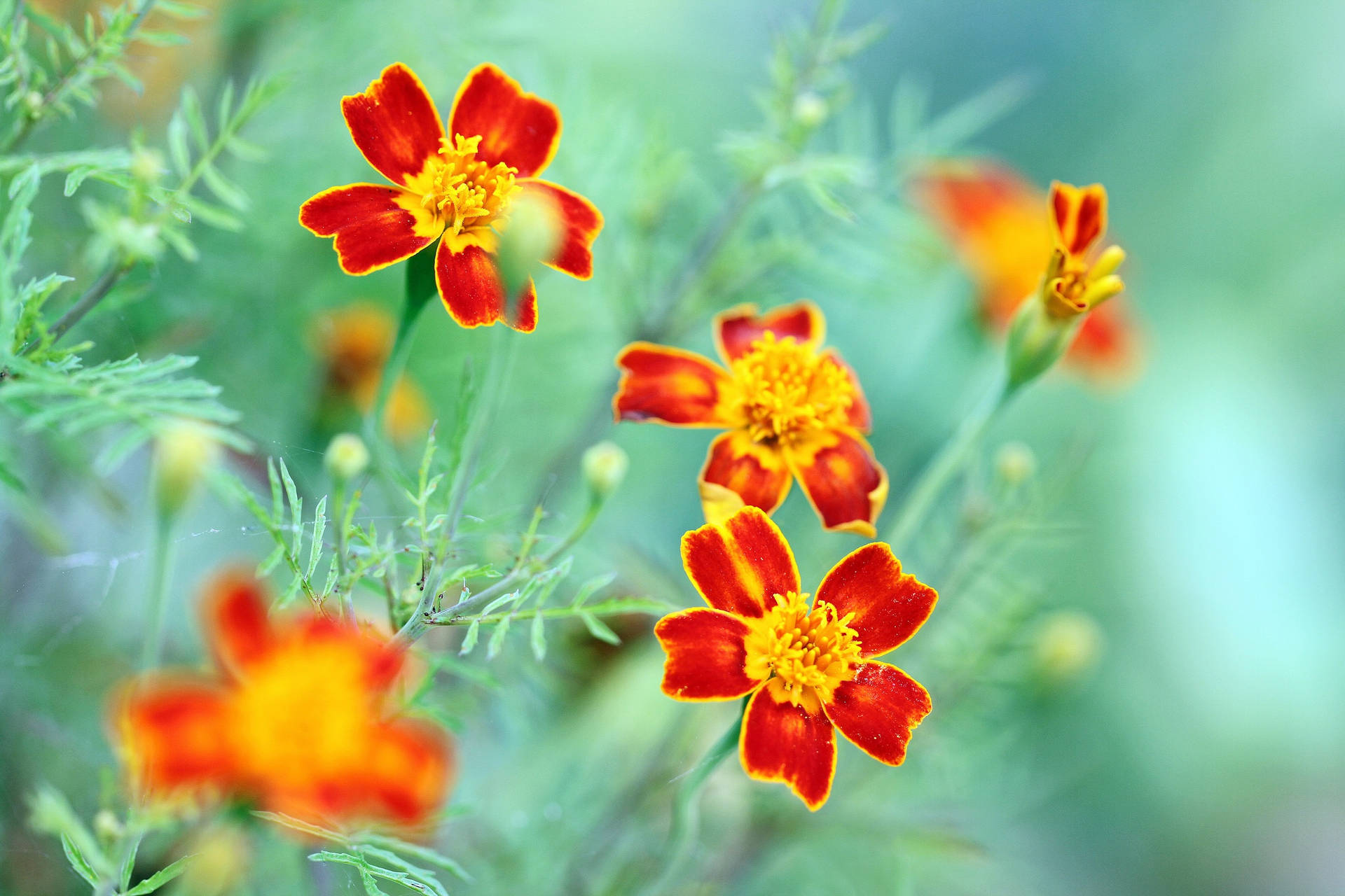 Red Marigold Flowers Wallpaper