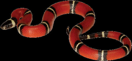 Red Black Banded Snake PNG