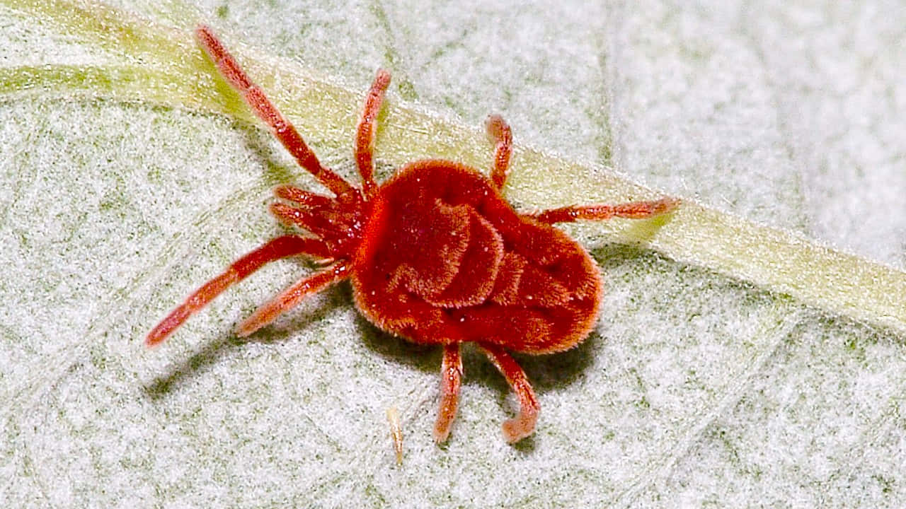 Red Mite On Leaf.jpg Wallpaper