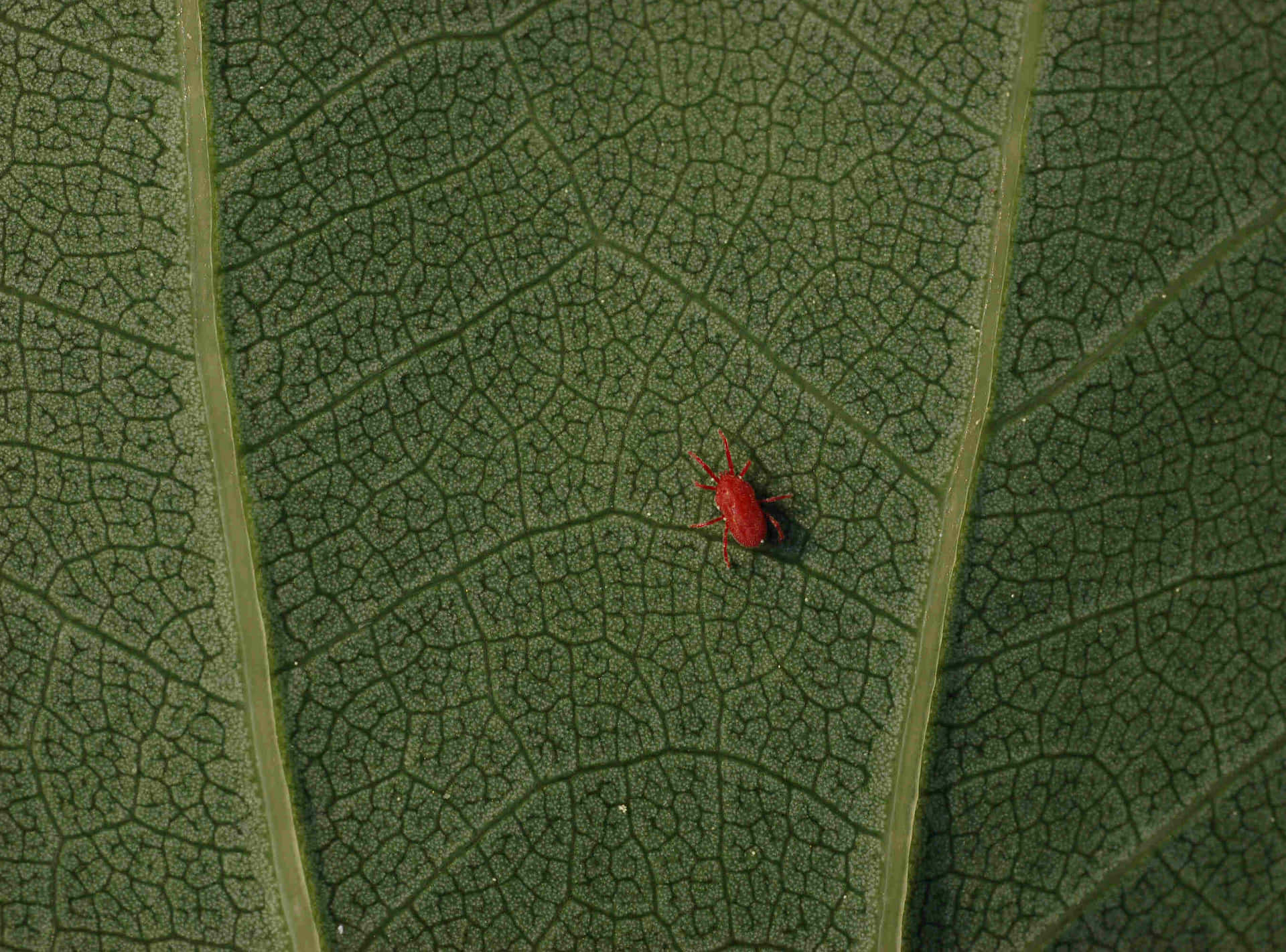 Red Miteon Green Leaf Wallpaper