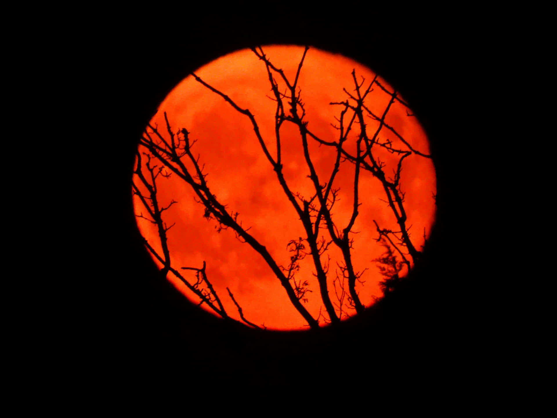 Red Moon Through Bare Branches Wallpaper