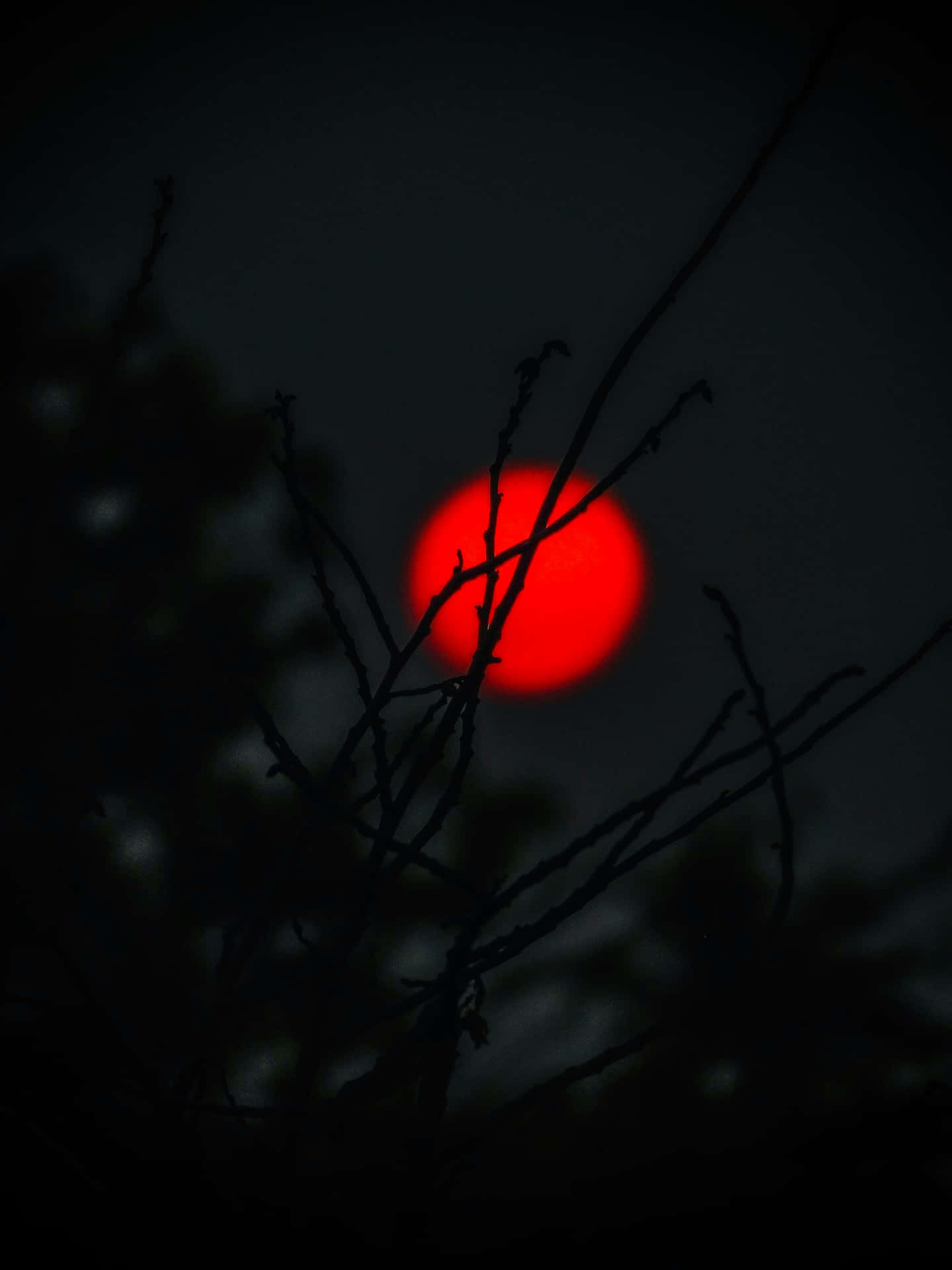 Red Moon Through Branches Wallpaper