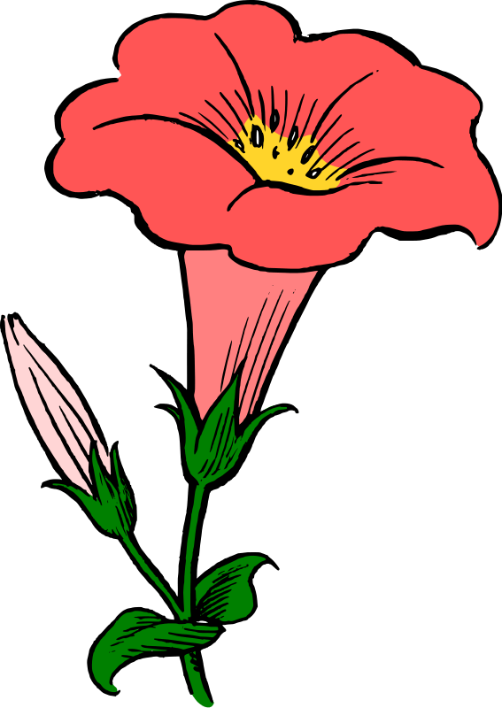 Red Morning Glory Illustration PNG