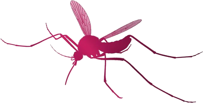 Red Mosquito Illustration PNG